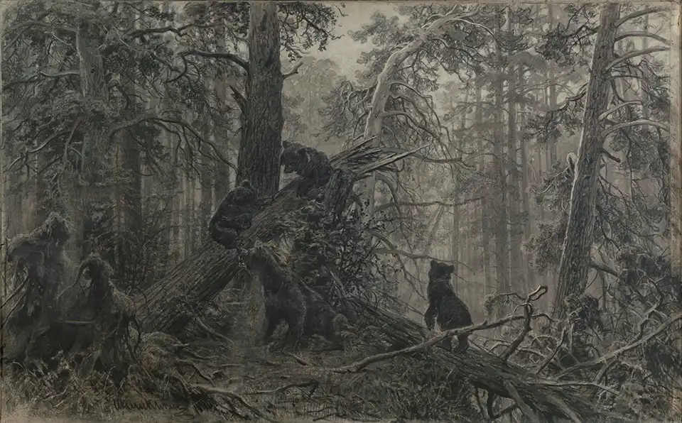 Morning In the pine forest
